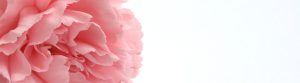 Pink Peony Pink Flower Carnation  - MartaTapiasMerino / Pixabay